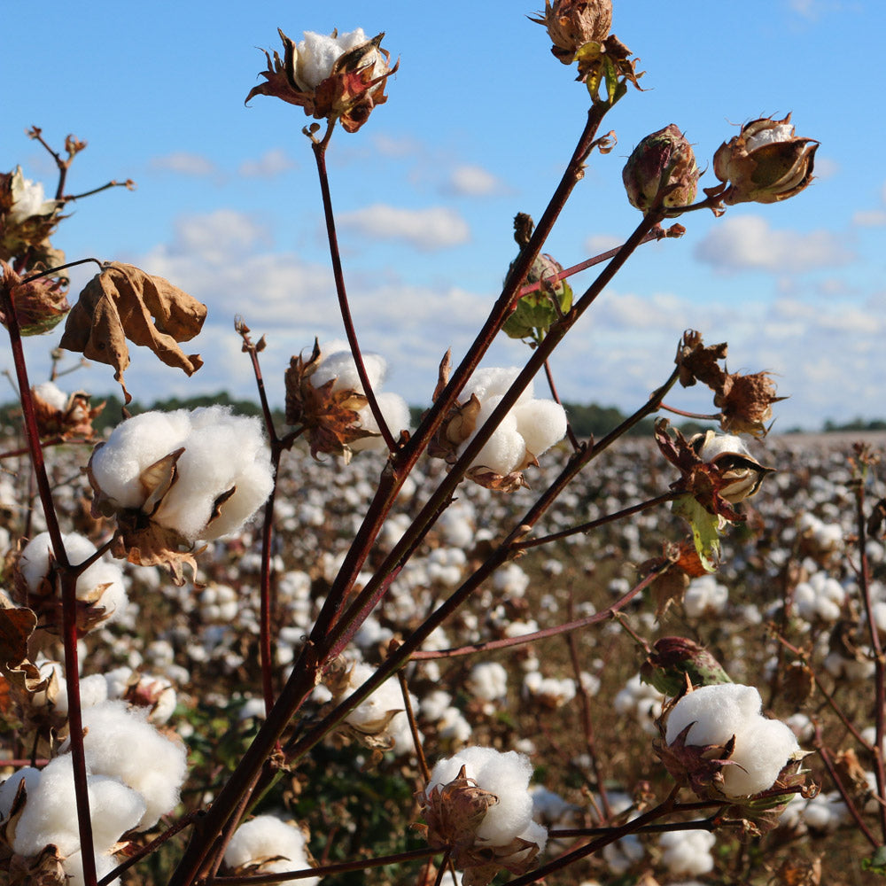 Why We Love Organic Cotton