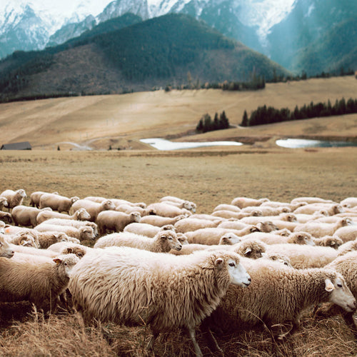 The wool truth: Benefits of wearing wool