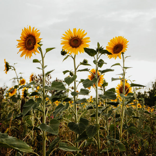 Welcoming Summer
